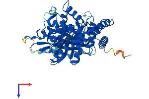 TUBA4A Protein (AA 1-448) (His tag)