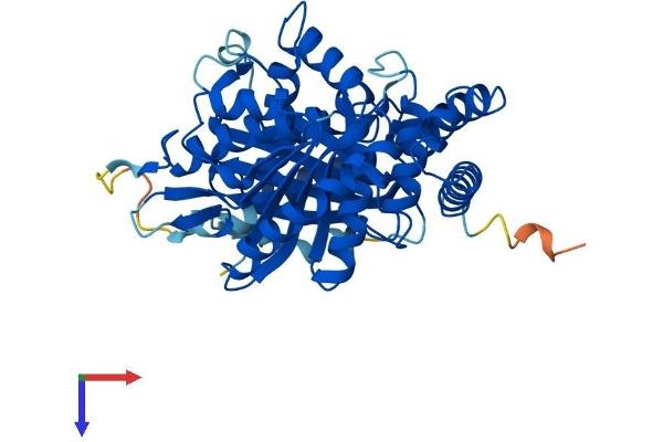 TUBA4A Protein (AA 1-448) (His tag)