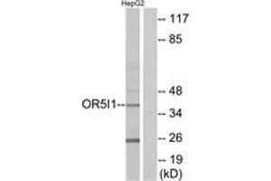 Western blot analysis of extracts from HepG2 cells, using OR5I1 Antibody. (OR5I1 Antikörper  (AA 206-255))