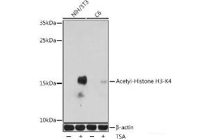 Western blot analysis of extracts of various cell lines using Acetyl-Histone H3-K4 Polyclonal Antibody at dilution of 1:1000. (Histone 3 Antikörper  (acLys4))