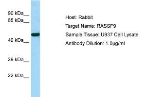 Host: Rabbit Target Name: RASSF9 Sample Tissue: Human U937 Whole Cell Antibody Dilution: 1ug/ml (RASSF9 Antikörper  (C-Term))