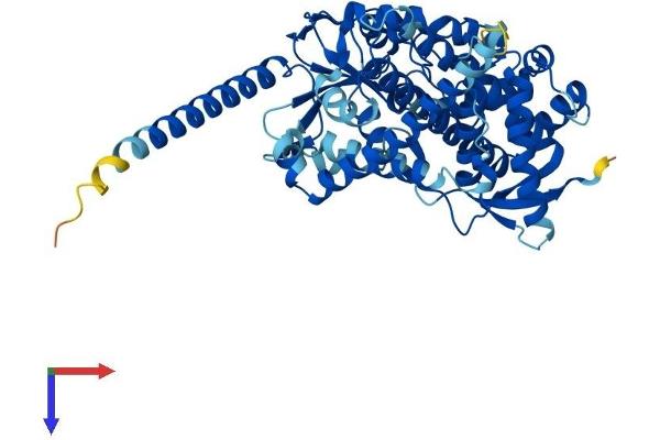 CYP4X1 Protein (AA 1-507) (His tag)