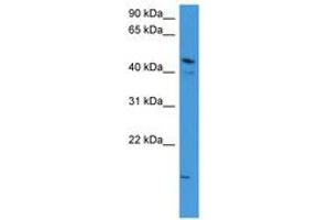 Image no. 1 for anti-Zinc Finger Protein 713 (ZNF713) (AA 63-112) antibody (ABIN6746134) (ZNF713 Antikörper  (AA 63-112))