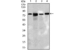 Western Blotting (WB) image for anti-Solute Carrier Family 27 (Fatty Acid Transporter), Member 5 (SLC27A5) (AA 508-570) antibody (ABIN1845743) (SLC27A5 Antikörper  (AA 508-570))
