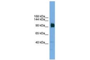 Image no. 1 for anti-Zinc Finger Protein 445 (ZNF445) (AA 601-650) antibody (ABIN6744636)