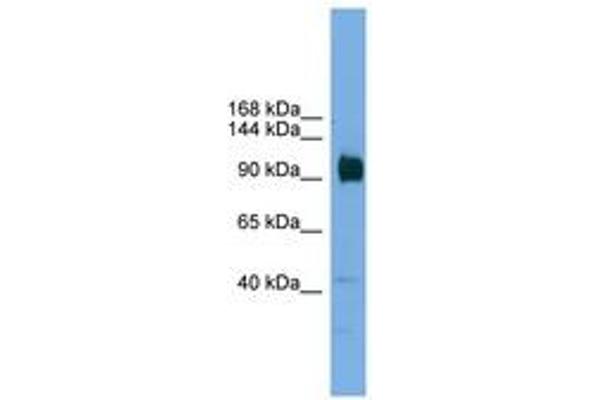 ZNF445 anticorps  (AA 601-650)