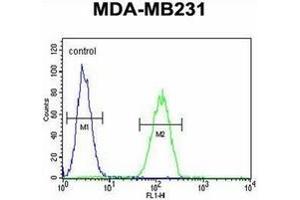 Flow cytometric analysis of MDA-MB231 cells using Oxytocin Antibody (Center) Cat. (Oxytocin Antikörper  (Middle Region))