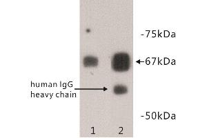 Western Blotting (WB) image for anti-Albumin (ALB) antibody (ABIN1854817) (Albumin Antikörper)