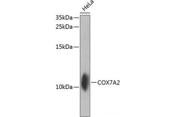 COX7A2 Antikörper