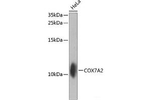Western blot analysis of extracts of HeLa cells using COX7A2 Polyclonal Antibody at dilution of 1:1000.