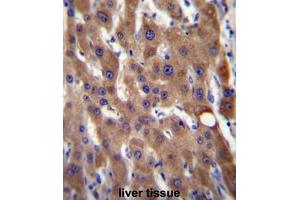 CIB4 Antibody (N-term) immunohistochemistry analysis in formalin fixed and paraffin embedded human liver tissue followed by peroxidase conjugation of the secondary antibody and DAB staining. (CIB4 Antikörper  (N-Term))
