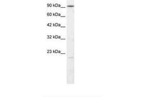 Image no. 2 for anti-Ligase IV, DNA, ATP-Dependent (LIG4) (AA 275-324) antibody (ABIN202951)