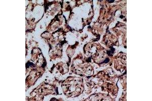 Immunohistochemical analysis of NOP56 staining in human placenta formalin fixed paraffin embedded tissue section. (NOP56 Antikörper)