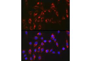 Immunofluorescence analysis of NIH/3T3 cells using MGST1 Rabbit mAb (ABIN7268512) at dilution of 1:100 (40x lens). (MGST1 Antikörper)