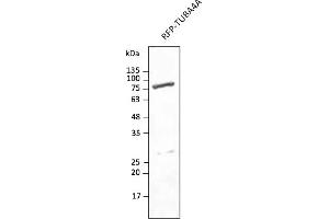Western Blotting (WB) image for anti-tdTomato Fluorescent Protein (tdTomato) antibody (DyLight 633) (ABIN7273114) (tdTomato Antikörper  (DyLight 633))