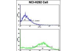 Flow cytometric analysis of NCI-H292 cells using CALD1 Antibody (bottom histogram) compared to a negative control cell (top histogram). (Caldesmon Antikörper  (AA 428-457))