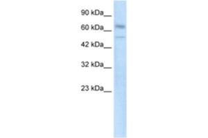 Western Blotting (WB) image for anti-Zinc Finger Protein 306 (ZKSCAN3) antibody (ABIN2460764) (ZKSCAN3 Antikörper)
