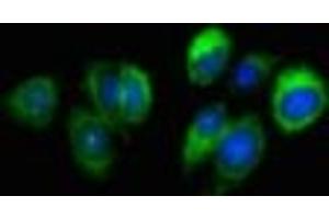 Immunofluorescent analysis of HepG2 cells using ABIN7168695 at dilution of 1:100 and Alexa Fluor 488-congugated AffiniPure Goat Anti-Rabbit IgG(H+L) (SLURP1 Antikörper  (AA 23-103))