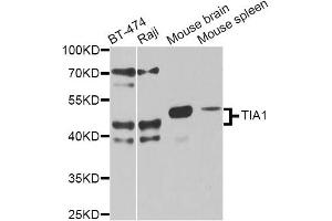 Western blot analysis of extracts of various cell lines, using TIA1 antibody (ABIN6293426) at 1:1000 dilution.