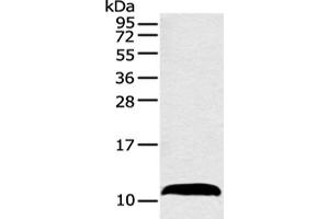 Western blot analysis of Mouse adrenal gland tissue using HMGN3 Polyclonal Antibody at dilution of 1:550