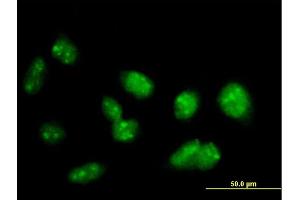 Immunofluorescence of purified MaxPab antibody to PRDM15 on HeLa cell. (PRDM15 Antikörper  (AA 1-1141))