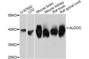 Western blot analysis of extracts of various cell lines, using ALDOC Antibody (ABIN5997226) at 1:3000 dilution. (ALDOC Antikörper)