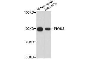 Western blot analysis of extracts of various cell lines, using PIWIL3 antibody. (PIWIL3 Antikörper)