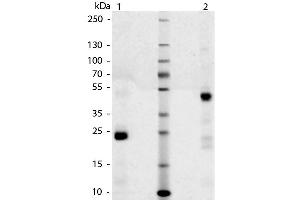SDS-Page of Dog IgG Fab Fragment.