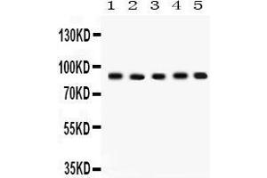 Western Blotting (WB) image for anti-Cullin 1 (CUL1) (AA 457-770) antibody (ABIN3042777) (Cullin 1 Antikörper  (AA 457-770))