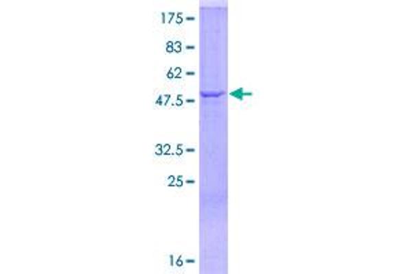 C1QA Protein (AA 23-245) (GST tag)