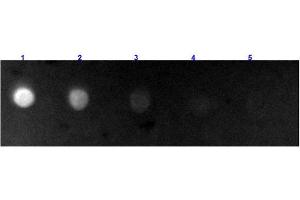 Dot Blot results of Rabbit Anti-Bovine IgG Antibody Fluorescein Conjugated. (Kaninchen anti-Rind (Kuh) IgG (Heavy & Light Chain) Antikörper (FITC) - Preadsorbed)