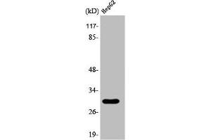 Western Blot analysis of Jurkat cells using 14-3-3 ε Polyclonal Antibody (YWHAE Antikörper  (C-Term))
