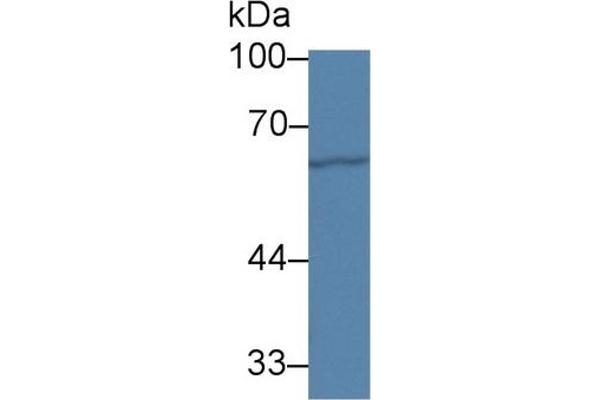 Paxillin Antikörper  (AA 347-578)