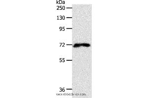 Western blot analysis of 293T cell, using FZD1 Polyclonal Antibody at dilution of 1:500