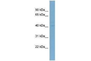 WB Suggested Anti-LASS6 Antibody Titration:  0. (CERS6 Antikörper  (N-Term))