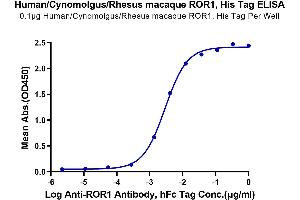 ELISA image for Receptor Tyrosine Kinase-Like Orphan Receptor 1 (ROR1) (AA 30-305) protein (His tag) (ABIN7275529)