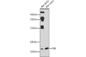 Western blot analysis of extracts of various cell lines, using DBI antibody (ABIN6127407, ABIN6139420, ABIN6139422 and ABIN6217234) at 1:1000 dilution. (Diazepam Binding Inhibitor Antikörper  (AA 1-114))
