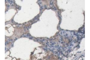 IHC-P analysis of Pig Lung Tissue, with DAB staining. (APOA2 Antikörper  (AA 19-100))