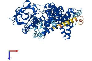 Acyl-CoA Oxidase-Like (ACOXL) (AA 1-547) protein (His tag)