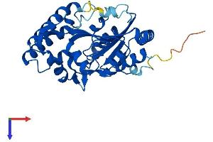 NT5C3L Protein (AA 1-300) (His tag)