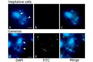 Immunofluorescence (IF) image for anti-5-Methylcytosine antibody (FITC) (ABIN2451914) (5-Methylcytosine Antikörper (FITC))