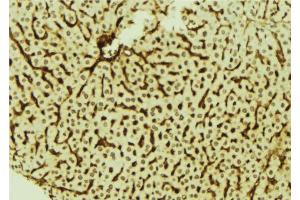 ABIN6278674 at 1/100 staining Mouse liver tissue by IHC-P.