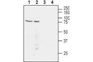 Western blot analysis of human Jurkat T-cell leukemia (lanes 1 and 3) and human MEG-01 chronic myelogenous leukemia (lanes 2 and 4) cell lysates: - 1,2. (PVRL1 Antikörper  (Extracellular, N-Term))