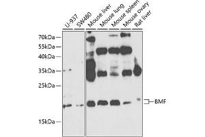 Western blot analysis of extracts of various cell lines, using BMF antibody (ABIN6127487, ABIN6137587, ABIN6137589 and ABIN6221479) at 1:1000 dilution. (BMF Antikörper  (AA 1-184))