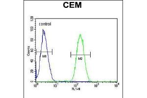 Flow cytometric analysis of CEM cells (right histogram) compared to a negative control cell (left histogram). (WASP Antikörper  (AA 116-144))