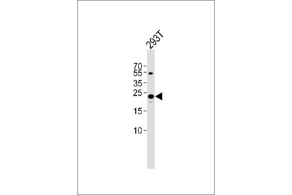 TFAM Antikörper  (C-Term)