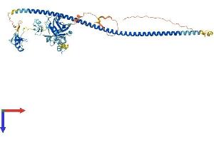 BRAP Protein (AA 1-592) (His tag)