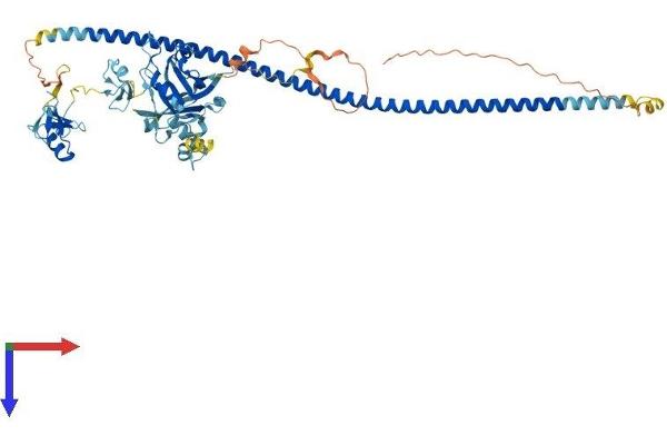 BRAP Protein (AA 1-592) (His tag)