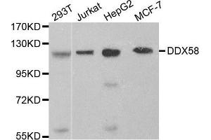 Western blot analysis of extracts of various cell lines, using DDX58 antibody. (DDX58 Antikörper  (C-Term))