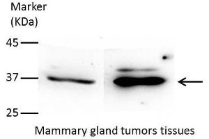 WB Image Sample(30 ug whole cell lysate) A:293T 12% SDS PAGE antibody diluted at 1:1000 (AKR7A3 Antikörper)